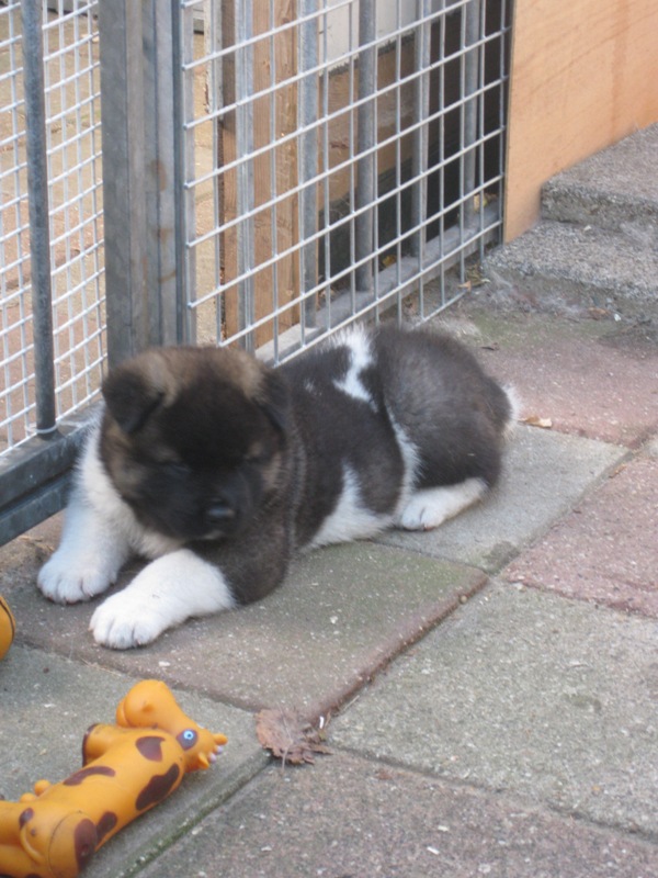 Puppies